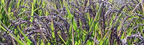 古代米 緑米の種籾の古代米.net