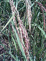 古代米 黒米 赤米 緑米